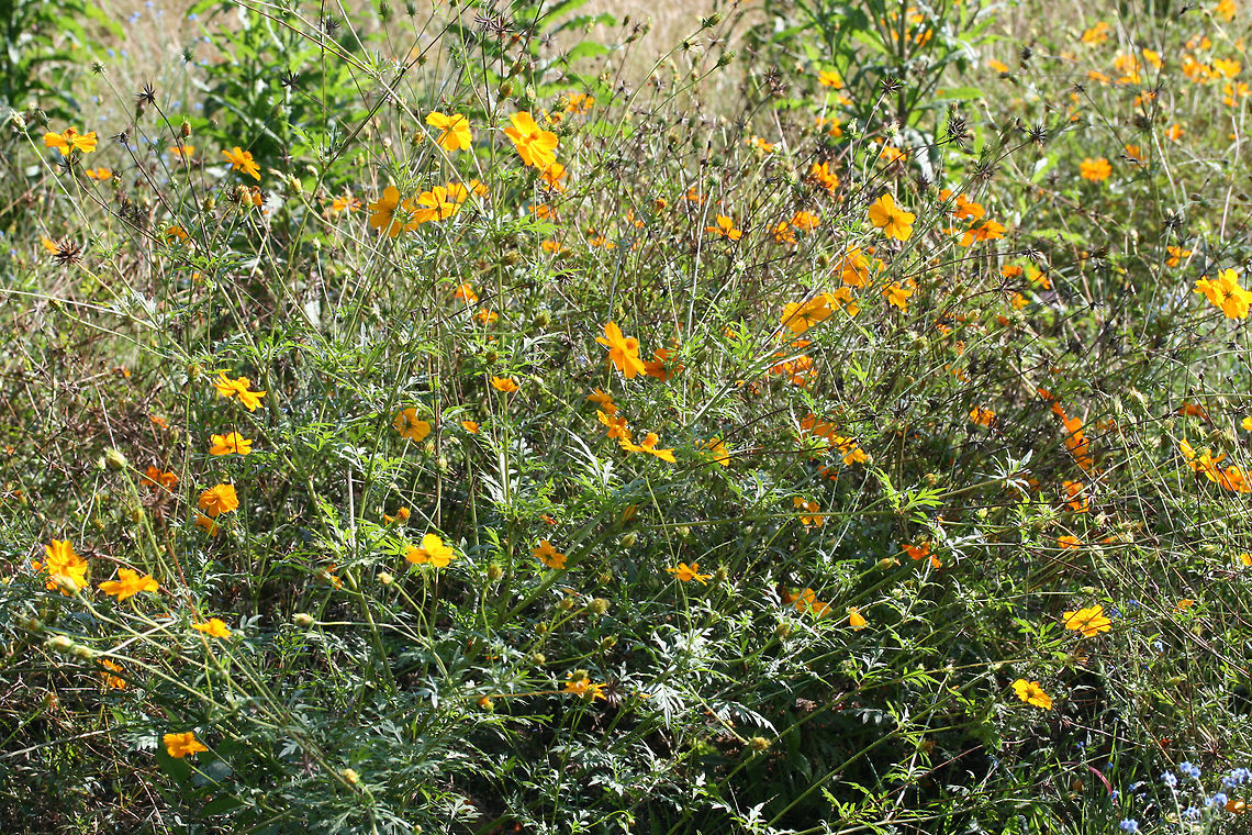 Yellow Cosmos (Cosmos sulphureus) INTRODUCED/INVASIVE. Growing in a public park in Floyd County, GA.<br />
<br />
I went to visit a flower garden set aside for bee and pollinator populations, and I was unfortunately met with ONLY introduced and invasive species of flowers! I won't mention the organization here, but I am currently working on writing a letter encouraging the usage of natives and discouraging the planting of invasives and nonnatives. It is maddening!<br />
<figure class="photo"><a href="https://www.jungledragon.com/image/66463/yellow_cosmos_cosmos_sulphureus.html" title="Yellow Cosmos (Cosmos sulphureus)"><img src="https://s3.amazonaws.com/media.jungledragon.com/images/3231/66463_thumb.jpg?AWSAccessKeyId=05GMT0V3GWVNE7GGM1R2&Expires=1759968010&Signature=J%2FKUbHLN2ohJ6KjtHYntdIxOqoI%3D" width="200" height="134" alt="Yellow Cosmos (Cosmos sulphureus) INTRODUCED/INVASIVE. Growing in a public park in Floyd County, GA.<br />
<br />
I went to visit a flower garden set aside for bee and pollinator populations, and I was unfortunately met with ONLY introduced and invasive species of flowers! I won't mention the organization here, but I am currently working on writing a letter encouraging the usage of natives and discouraging the planting of invasives and nonnatives. It is maddening!<br />
https://www.jungledragon.com/image/66465/yellow_cosmos_cosmos_sulphureus.html<br />
https://www.jungledragon.com/image/66464/yellow_cosmos_cosmos_sulphureus.html Cosmos sulphureus,Geotagged,Summer,United States" /></a></figure><br />
<figure class="photo"><a href="https://www.jungledragon.com/image/66464/yellow_cosmos_cosmos_sulphureus.html" title="Yellow Cosmos (Cosmos sulphureus)"><img src="https://s3.amazonaws.com/media.jungledragon.com/images/3231/66464_thumb.jpg?AWSAccessKeyId=05GMT0V3GWVNE7GGM1R2&Expires=1759968010&Signature=9rwk%2F3e3jepvnv0LLcnFAfzORkQ%3D" width="200" height="134" alt="Yellow Cosmos (Cosmos sulphureus) INTRODUCED/INVASIVE. Growing in a public park in Floyd County, GA.<br />
<br />
I went to visit a flower garden set aside for bee and pollinator populations, and I was unfortunately met with ONLY introduced and invasive species of flowers! I won't mention the organization here, but I am currently working on writing a letter encouraging the usage of natives and discouraging the planting of invasives and nonnatives. It is maddening!<br />
https://www.jungledragon.com/image/66465/yellow_cosmos_cosmos_sulphureus.html<br />
https://www.jungledragon.com/image/66463/yellow_cosmos_cosmos_sulphureus.html Cosmos sulphureus,Geotagged,Summer,United States" /></a></figure> Cosmos sulphureus,Geotagged,Summer,United States