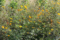 Yellow Cosmos (Cosmos sulphureus) INTRODUCED/INVASIVE. Growing in a public park in Floyd County, GA.<br />
<br />
I went to visit a flower garden set aside for bee and pollinator populations, and I was unfortunately met with ONLY introduced and invasive species of flowers! I won't mention the organization here, but I am currently working on writing a letter encouraging the usage of natives and discouraging the planting of invasives and nonnatives. It is maddening!<br />
https://www.jungledragon.com/image/66463/yellow_cosmos_cosmos_sulphureus.html<br />
https://www.jungledragon.com/image/66464/yellow_cosmos_cosmos_sulphureus.html Cosmos sulphureus,Geotagged,Summer,United States