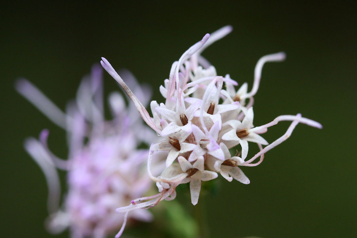Shaggy Blazing Star (Liatris elegantula) At a dense mixed hardwood/coniferous forest edge in NW Georgia (Gordon County), US. September 16, 2018.<br />
<br />
Notes about these photos:<br />
I was hanging on dearly to a root (with one hand) on a muddy/rocky ridgeside (in the rain) just so I could get some shots of these beauties! :) I got covered in mud, but I think it was worth it!<br />
<figure class="photo"><a href="https://www.jungledragon.com/image/66478/shaggy_blazing_star_liatris_elegantula.html" title="Shaggy Blazing Star (Liatris elegantula)"><img src="https://s3.amazonaws.com/media.jungledragon.com/images/3231/66478_thumb.jpg?AWSAccessKeyId=05GMT0V3GWVNE7GGM1R2&Expires=1769040010&Signature=Mnuz3jPlAVwb8CUsuKiyn8oNsLs%3D" width="200" height="134" alt="Shaggy Blazing Star (Liatris elegantula) Still waiting for confirmation on my species-level ID.<br />
<br />
At a dense mixed hardwood/coniferous forest edge in NW Georgia (Gordon County), US. September 16, 2018.<br />
<br />
Notes about these photos:<br />
I was hanging on dearly to a root (with one hand) on a muddy/rocky ridgeside (in the rain) just so I could get some shots of these beauties! :) I got covered in mud, but I think it was worth it!<br />
https://www.jungledragon.com/image/66475/cylindrical_blazing_star_liatris_cylindracea.html<br />
https://www.jungledragon.com/image/66477/cylindrical_blazing_star_liatris_cylindracea.html<br />
https://www.jungledragon.com/image/66476/cylindrical_blazing_star_liatris_cylindracea.html Geotagged,Liatris cylindracea,Liatris elegantula,Shaggy Blazing Star,Summer,United States" /></a></figure><br />
<figure class="photo"><a href="https://www.jungledragon.com/image/66477/shaggy_blazing_star_liatris_elegantula.html" title="Shaggy Blazing Star (Liatris elegantula)"><img src="https://s3.amazonaws.com/media.jungledragon.com/images/3231/66477_thumb.jpg?AWSAccessKeyId=05GMT0V3GWVNE7GGM1R2&Expires=1769040010&Signature=RlgSWldjets%2BfelPCYsaOGScvUY%3D" width="102" height="152" alt="Shaggy Blazing Star (Liatris elegantula) At a dense mixed hardwood/coniferous forest edge in NW Georgia (Gordon County), US. September 16, 2018.<br />
<br />
Notes about these photos:<br />
I was hanging on dearly to a root (with one hand) on a muddy/rocky ridgeside (in the rain) just so I could get some shots of these beauties! :) I got covered in mud, but I think it was worth it!<br />
https://www.jungledragon.com/image/66475/cylindrical_blazing_star_liatris_cylindracea.html<br />
https://www.jungledragon.com/image/66478/cylindrical_blazing_star_liatris_cylindracea.html<br />
https://www.jungledragon.com/image/66476/cylindrical_blazing_star_liatris_cylindracea.html Geotagged,Liatris cylindracea,Liatris elegantula,Shaggy Blazing Star,Summer,United States" /></a></figure><br />
<figure class="photo"><a href="https://www.jungledragon.com/image/66476/shaggy_blazing_star_liatris_elegantula.html" title="Shaggy Blazing Star (Liatris elegantula)"><img src="https://s3.amazonaws.com/media.jungledragon.com/images/3231/66476_thumb.jpg?AWSAccessKeyId=05GMT0V3GWVNE7GGM1R2&Expires=1769040010&Signature=UZVWSmAkMcBEh20jUpXqMfMVhMo%3D" width="102" height="152" alt="Shaggy Blazing Star (Liatris elegantula) At a dense mixed hardwood/coniferous forest edge in NW Georgia (Gordon County), US. September 16, 2018.<br />
<br />
Notes about these photos:<br />
I was hanging on dearly to a root (with one hand) on a muddy/rocky ridgeside (in the rain) just so I could get some shots of these beauties! :) I got covered in mud, but I think it was worth it!<br />
https://www.jungledragon.com/image/66475/cylindrical_blazing_star_liatris_cylindracea.html<br />
https://www.jungledragon.com/image/66477/cylindrical_blazing_star_liatris_cylindracea.html<br />
https://www.jungledragon.com/image/66478/cylindrical_blazing_star_liatris_cylindracea.html Geotagged,Liatris cylindracea,Liatris elegantula,Shaggy Blazing Star,Summer,United States" /></a></figure> Geotagged,Liatris cylindracea,Liatris elegantula,Shaggy Blazing Star,Summer,United States