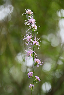 Shaggy Blazing Star (Liatris elegantula) At a dense mixed hardwood/coniferous forest edge in NW Georgia (Gordon County), US. September 16, 2018.

Notes about these photos:
I was hanging on dearly to a root (with one hand) on a muddy/rocky ridgeside (in the rain) just so I could get some shots of these beauties! :) I got covered in mud, but I think it was worth it!
https://www.jungledragon.com/image/66475/cylindrical_blazing_star_liatris_cylindracea.html
https://www.jungledragon.com/image/66477/cylindrical_blazing_star_liatris_cylindracea.html
https://www.jungledragon.com/image/66478/cylindrical_blazing_star_liatris_cylindracea.html Geotagged,Liatris cylindracea,Liatris elegantula,Shaggy Blazing Star,Summer,United States