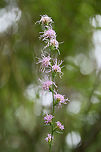 Shaggy Blazing Star (Liatris elegantula) At a dense mixed hardwood/coniferous forest edge in NW Georgia (Gordon County), US. September 16, 2018.<br />
<br />
Notes about these photos:<br />
I was hanging on dearly to a root (with one hand) on a muddy/rocky ridgeside (in the rain) just so I could get some shots of these beauties! :) I got covered in mud, but I think it was worth it!<br />
https://www.jungledragon.com/image/66475/cylindrical_blazing_star_liatris_cylindracea.html<br />
https://www.jungledragon.com/image/66477/cylindrical_blazing_star_liatris_cylindracea.html<br />
https://www.jungledragon.com/image/66478/cylindrical_blazing_star_liatris_cylindracea.html Geotagged,Liatris cylindracea,Liatris elegantula,Shaggy Blazing Star,Summer,United States