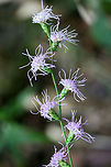 Shaggy Blazing Star (Liatris elegantula) At a dense mixed hardwood/coniferous forest edge in NW Georgia (Gordon County), US. September 16, 2018.<br />
<br />
Notes about these photos:<br />
I was hanging on dearly to a root (with one hand) on a muddy/rocky ridgeside (in the rain) just so I could get some shots of these beauties! :) I got covered in mud, but I think it was worth it!<br />
https://www.jungledragon.com/image/66475/cylindrical_blazing_star_liatris_cylindracea.html<br />
https://www.jungledragon.com/image/66478/cylindrical_blazing_star_liatris_cylindracea.html<br />
https://www.jungledragon.com/image/66476/cylindrical_blazing_star_liatris_cylindracea.html Geotagged,Liatris cylindracea,Liatris elegantula,Shaggy Blazing Star,Summer,United States