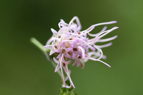 Shaggy Blazing Star (Liatris elegantula) Still waiting for confirmation on my species-level ID.

At a dense mixed hardwood/coniferous forest edge in NW Georgia (Gordon County), US. September 16, 2018.

Notes about these photos:
I was hanging on dearly to a root (with one hand) on a muddy/rocky ridgeside (in the rain) just so I could get some shots of these beauties! :) I got covered in mud, but I think it was worth it!
https://www.jungledragon.com/image/66475/cylindrical_blazing_star_liatris_cylindracea.html
https://www.jungledragon.com/image/66477/cylindrical_blazing_star_liatris_cylindracea.html
https://www.jungledragon.com/image/66476/cylindrical_blazing_star_liatris_cylindracea.html Geotagged,Liatris cylindracea,Liatris elegantula,Shaggy Blazing Star,Summer,United States