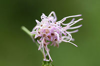 Shaggy Blazing Star (Liatris elegantula) Still waiting for confirmation on my species-level ID.<br />
<br />
At a dense mixed hardwood/coniferous forest edge in NW Georgia (Gordon County), US. September 16, 2018.<br />
<br />
Notes about these photos:<br />
I was hanging on dearly to a root (with one hand) on a muddy/rocky ridgeside (in the rain) just so I could get some shots of these beauties! :) I got covered in mud, but I think it was worth it!<br />
https://www.jungledragon.com/image/66475/cylindrical_blazing_star_liatris_cylindracea.html<br />
https://www.jungledragon.com/image/66477/cylindrical_blazing_star_liatris_cylindracea.html<br />
https://www.jungledragon.com/image/66476/cylindrical_blazing_star_liatris_cylindracea.html Geotagged,Liatris cylindracea,Liatris elegantula,Shaggy Blazing Star,Summer,United States