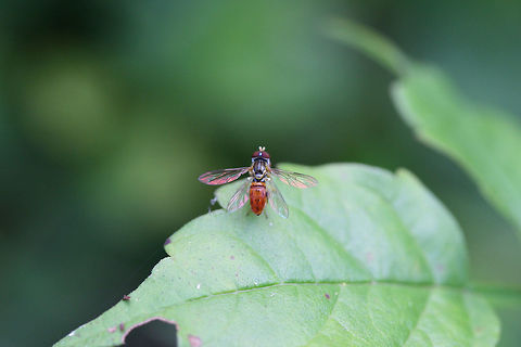Toxomerus boscii - Male & Female Tiny flies resting on foliage in an overgrown backyard habitat.

I'm guessing the appearance of 4 wings is actually just this fly's mate beneath it! :) Geotagged,Summer,Toxomerus boscii,United States,boscii