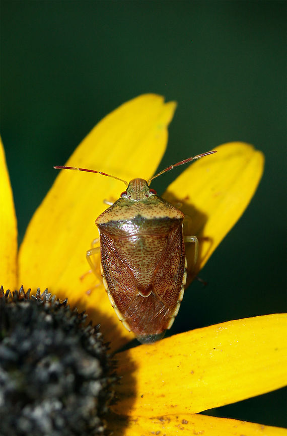 Banasa calva? On wildflowers at the edge of a dense mixed hardwood/coniferous forest.<br />
<figure class="photo"><a href="https://www.jungledragon.com/image/74616/banasa_calva.html" title="Banasa calva"><img src="https://s3.amazonaws.com/media.jungledragon.com/images/3231/74616_thumb.jpg?AWSAccessKeyId=05GMT0V3GWVNE7GGM1R2&Expires=1767225610&Signature=ZtRywAzkId%2B1SGNzzrAnCX3DAGE%3D" width="200" height="134" alt="Banasa calva On wildflowers at the edge of a dense mixed hardwood/coniferous forest.<br />
https://www.jungledragon.com/image/66515/banasa_calva.html Banasa calva,Geotagged,Summer,United States" /></a></figure> Banasa calva,Geotagged,Summer,United States