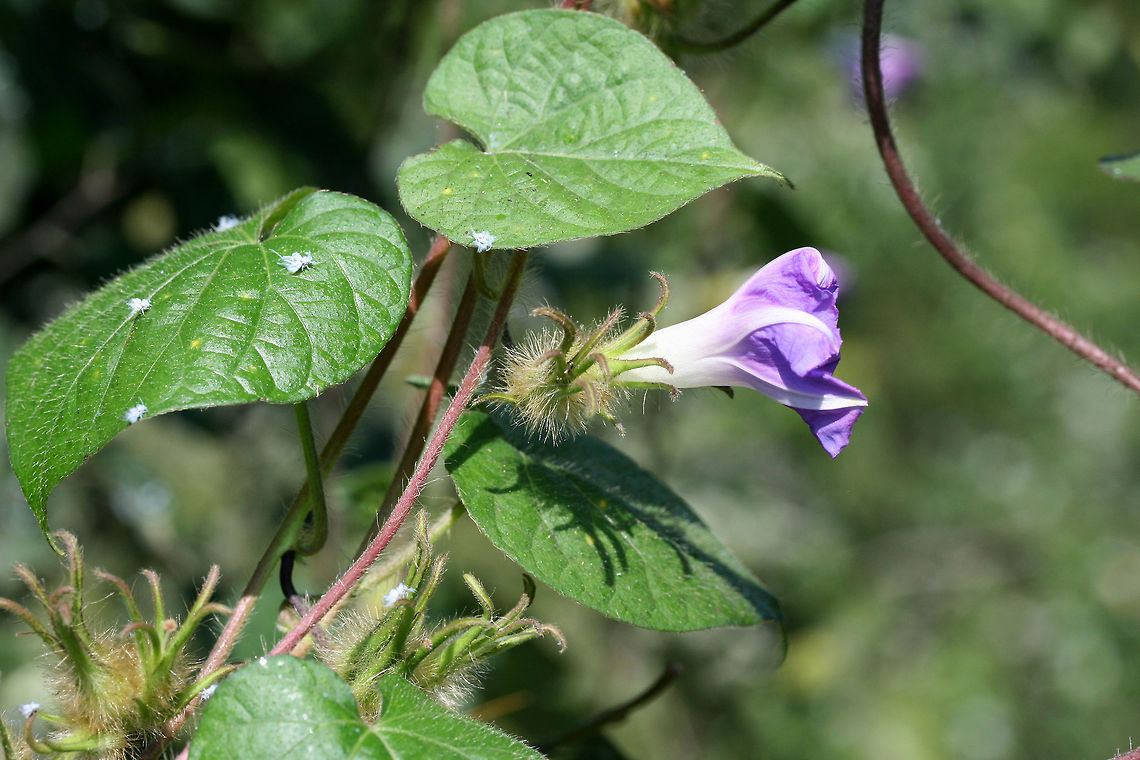 Ivy-leaved Morning-Glory (Ipomoea hederacea) NATIVE. In a public park near a riverside.<br />
<figure class="photo"><a href="https://www.jungledragon.com/image/66518/ivy-leaved_morning-glory_ipomoea_hederacea.html" title="Ivy-leaved Morning-Glory (Ipomoea hederacea)"><img src="https://s3.amazonaws.com/media.jungledragon.com/images/3231/66518_thumb.jpg?AWSAccessKeyId=05GMT0V3GWVNE7GGM1R2&Expires=1770854410&Signature=a0D%2Ff%2B3mRsztX7V8nFs5ifs7xGc%3D" width="102" height="152" alt="Ivy-leaved Morning-Glory (Ipomoea hederacea) NATIVE. In a public park near a riverside.<br />
https://www.jungledragon.com/image/66517/ivy-leaved_morning-glory_ipomoea_hederacea.html Geotagged,Ipomoea hederacea,Ivy-leaved morning glory,Summer,United States" /></a></figure><br />
 Geotagged,Ipomoea hederacea,Ivy-leaved morning glory,Summer,United States