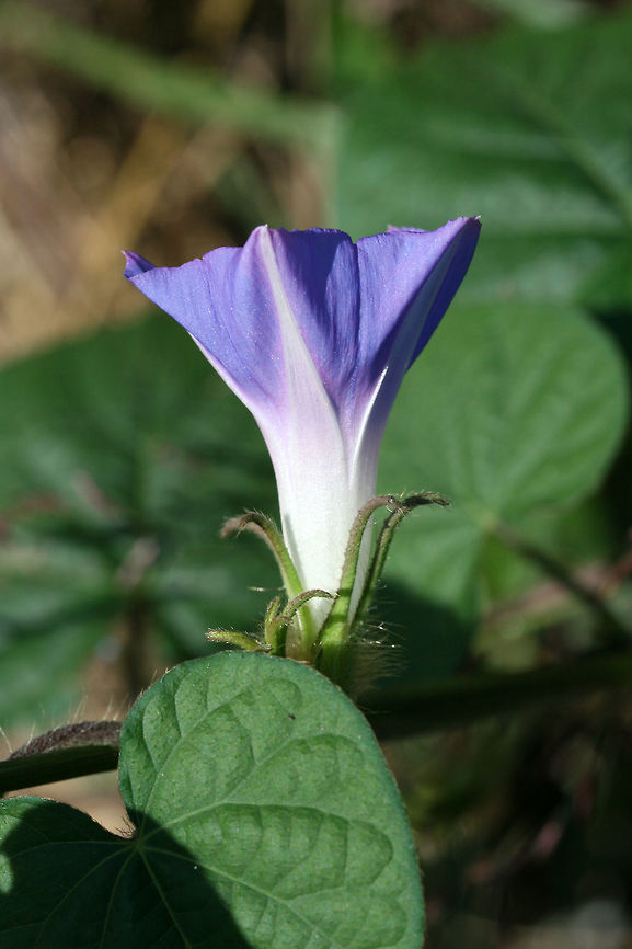 Ivy-leaved Morning-Glory (Ipomoea hederacea) NATIVE. In a public park near a riverside.<br />
<figure class="photo"><a href="https://www.jungledragon.com/image/66517/ivy-leaved_morning-glory_ipomoea_hederacea.html" title="Ivy-leaved Morning-Glory (Ipomoea hederacea)"><img src="https://s3.amazonaws.com/media.jungledragon.com/images/3231/66517_thumb.jpg?AWSAccessKeyId=05GMT0V3GWVNE7GGM1R2&Expires=1770854410&Signature=Sltqt9qcCFm%2BWnQAiEqmCJ3xNVY%3D" width="200" height="134" alt="Ivy-leaved Morning-Glory (Ipomoea hederacea) NATIVE. In a public park near a riverside.<br />
https://www.jungledragon.com/image/66518/ivy-leaved_morning-glory_ipomoea_hederacea.html<br />
 Geotagged,Ipomoea hederacea,Ivy-leaved morning glory,Summer,United States" /></a></figure> Geotagged,Ipomoea hederacea,Ivy-leaved morning glory,Summer,United States