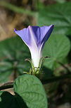 Ivy-leaved Morning-Glory (Ipomoea hederacea) NATIVE. In a public park near a riverside.<br />
https://www.jungledragon.com/image/66517/ivy-leaved_morning-glory_ipomoea_hederacea.html Geotagged,Ipomoea hederacea,Ivy-leaved morning glory,Summer,United States