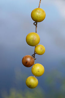 Carolina Horse-Nettle Fruit (Solanum carolinense) Near a wetland edge in NW Georgia (Floyd County), GA.

Despite looking quite delicious (like its relative the tomato), these fruits are quite toxic due to their solanine glycoalkaloid content. Ingesting any part of Solanum plants can result in a range of nasty side effects, including fever, headache, gastrointestinal symptoms, respiratory depression, and death.
https://www.jungledragon.com/image/66520/carolina_horse-nettle_fruit_solanum_carolinense.html Carolina horsenettle,Geotagged,Solanum carolinense,Summer,United States,wetland,wetlands