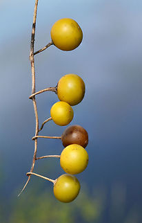Carolina Horse-Nettle Fruit (Solanum carolinense) Near a wetland edge in NW Georgia (Floyd County), GA.

Despite looking quite delicious (like its relative the tomato), these fruits are quite toxic due to their solanine glycoalkaloid content. Ingesting any part of Solanum plants can result in a range of nasty side effects, including fever, headache, gastrointestinal symptoms, respiratory depression, and death.
https://www.jungledragon.com/image/66519/carolina_horse-nettle_fruit_solanum_carolinense.html Carolina horsenettle,Geotagged,Solanum carolinense,Summer,United States