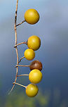 Carolina Horse-Nettle Fruit (Solanum carolinense) Near a wetland edge in NW Georgia (Floyd County), GA.<br />
<br />
Despite looking quite delicious (like its relative the tomato), these fruits are quite toxic due to their solanine glycoalkaloid content. Ingesting any part of Solanum plants can result in a range of nasty side effects, including fever, headache, gastrointestinal symptoms, respiratory depression, and death.<br />
https://www.jungledragon.com/image/66519/carolina_horse-nettle_fruit_solanum_carolinense.html Carolina horsenettle,Geotagged,Solanum carolinense,Summer,United States