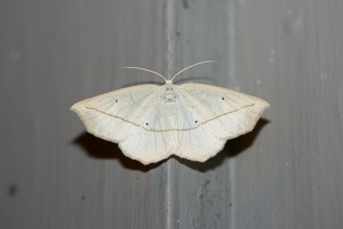 Confused Eusarca (Eusarca confusaria) At porch lights near an overgrown backyard habitat.<br />
 Confused eusarca,Eusarca confusaria,Geotagged,Summer,United States