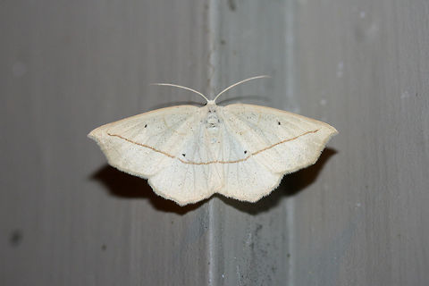 Confused Eusarca (Eusarca confusaria) At porch lights near an overgrown backyard habitat.
 Confused eusarca,Eusarca confusaria,Geotagged,Summer,United States