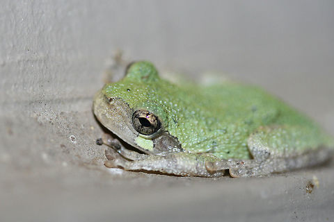 Cope's Gray Tree Frog (Hyla chrysoscelis) Hanging out under porch lights near an overgrown backyard habitat.
 Cope's gray tree frog,Geotagged,Hyla chrysoscelis,Summer,United States