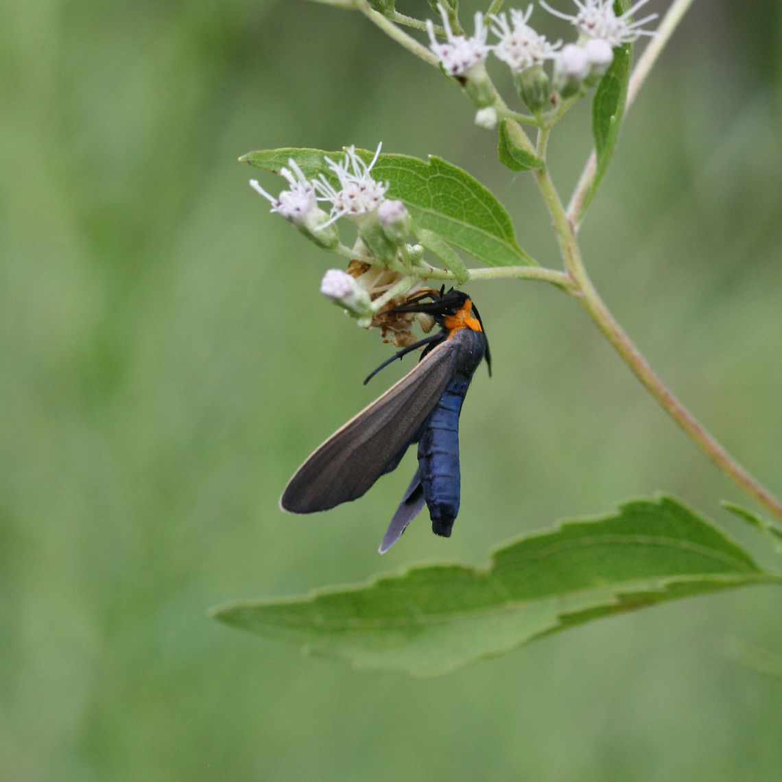 Orange-collared Scape Moth (Cisseps fulvicollis) Seemingly seeking shelter from light rain under Eupatorium serotinum blooms.<br />
<figure class="photo"><a href="https://www.jungledragon.com/image/66525/orange-collared_scape_moth_cisseps_fulvicollis.html" title="Orange-collared Scape Moth (Cisseps fulvicollis)"><img src="https://s3.amazonaws.com/media.jungledragon.com/images/3231/66525_thumb.jpg?AWSAccessKeyId=05GMT0V3GWVNE7GGM1R2&Expires=1759968010&Signature=Pxvq7JaXV0UDytvj0fPChkV22js%3D" width="102" height="152" alt="Orange-collared Scape Moth (Cisseps fulvicollis) Seemingly seeking shelter from light rain under Eupatorium serotinum blooms.<br />
https://www.jungledragon.com/image/66524/yellow-collared_scape_moth_cisseps_fulvicollis.html Cisseps fulvicollis,Geotagged,Orange-collared Scape Moth,Summer,United States" /></a></figure> Cisseps fulvicollis,Geotagged,Orange-collared Scape Moth,Summer,United States
