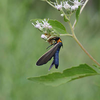 Orange-collared Scape Moth (Cisseps fulvicollis) Seemingly seeking shelter from light rain under Eupatorium serotinum blooms.<br />
https://www.jungledragon.com/image/66525/yellow-collared_scape_moth_cisseps_fulvicollis.html Cisseps fulvicollis,Geotagged,Orange-collared Scape Moth,Summer,United States