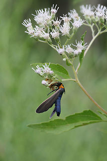 Orange-collared Scape Moth (Cisseps fulvicollis) Seemingly seeking shelter from light rain under Eupatorium serotinum blooms.
https://www.jungledragon.com/image/66524/yellow-collared_scape_moth_cisseps_fulvicollis.html Cisseps fulvicollis,Geotagged,Orange-collared Scape Moth,Summer,United States