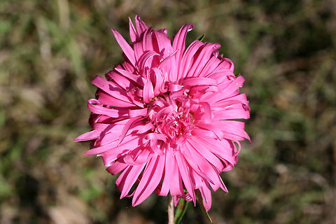 Unknown Ornamental Flower (Family Asteraceae) Growing in a public park in NW Georgia (Floyd County, GA). ID help is much appreciated!

I went to visit a flower garden set aside for bee and pollinator populations, and I was unfortunately met with ONLY introduced and invasive species of flowers! I won't mention the organization here, but I am currently working on writing a letter encouraging the usage of natives and discouraging the planting of invasives and nonnatives. It is maddening! Geotagged,Summer,United States