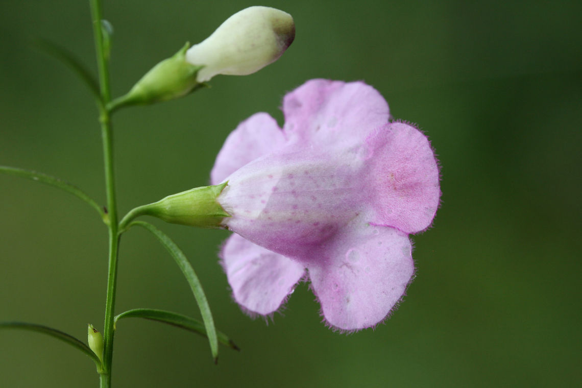 Purple False Foxglove (Agalinis purpurea) In a drainage ditch in an overgrown backyard habitat.<br />
<figure class="photo"><a href="https://www.jungledragon.com/image/66530/purple_false_foxglove_agalinis_purpurea.html" title="Purple False Foxglove (Agalinis purpurea)"><img src="https://s3.amazonaws.com/media.jungledragon.com/images/3231/66530_thumb.jpg?AWSAccessKeyId=05GMT0V3GWVNE7GGM1R2&Expires=1767225610&Signature=s7%2F40BhBCGNgptvqN4wm3xW7A1w%3D" width="200" height="134" alt="Purple False Foxglove (Agalinis purpurea) In a drainage ditch in an overgrown backyard habitat.<br />
https://www.jungledragon.com/image/66528/purple_false_foxglove_agalinis_purpurea.html<br />
https://www.jungledragon.com/image/66529/purple_false_foxglove_agalinis_purpurea.html Agalinis purpurea,Geotagged,Purple False Foxglove,Summer,United States" /></a></figure><br />
<figure class="photo"><a href="https://www.jungledragon.com/image/66529/purple_false_foxglove_agalinis_purpurea.html" title="Purple False Foxglove (Agalinis purpurea)"><img src="https://s3.amazonaws.com/media.jungledragon.com/images/3231/66529_thumb.jpg?AWSAccessKeyId=05GMT0V3GWVNE7GGM1R2&Expires=1767225610&Signature=lw8UUIwUoyTBNlyI0530AynDX18%3D" width="102" height="152" alt="Purple False Foxglove (Agalinis purpurea) In a drainage ditch in an overgrown backyard habitat.<br />
https://www.jungledragon.com/image/66528/purple_false_foxglove_agalinis_purpurea.html<br />
https://www.jungledragon.com/image/66530/purple_false_foxglove_agalinis_purpurea.html Agalinis purpurea,Geotagged,Purple False Foxglove,Summer,United States" /></a></figure> Agalinis purpurea,Geotagged,Purple False Foxglove,Summer,United States