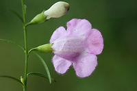 Purple False Foxglove (Agalinis purpurea) In a drainage ditch in an overgrown backyard habitat.<br />
https://www.jungledragon.com/image/66530/purple_false_foxglove_agalinis_purpurea.html<br />
https://www.jungledragon.com/image/66529/purple_false_foxglove_agalinis_purpurea.html Agalinis purpurea,Geotagged,Purple False Foxglove,Summer,United States