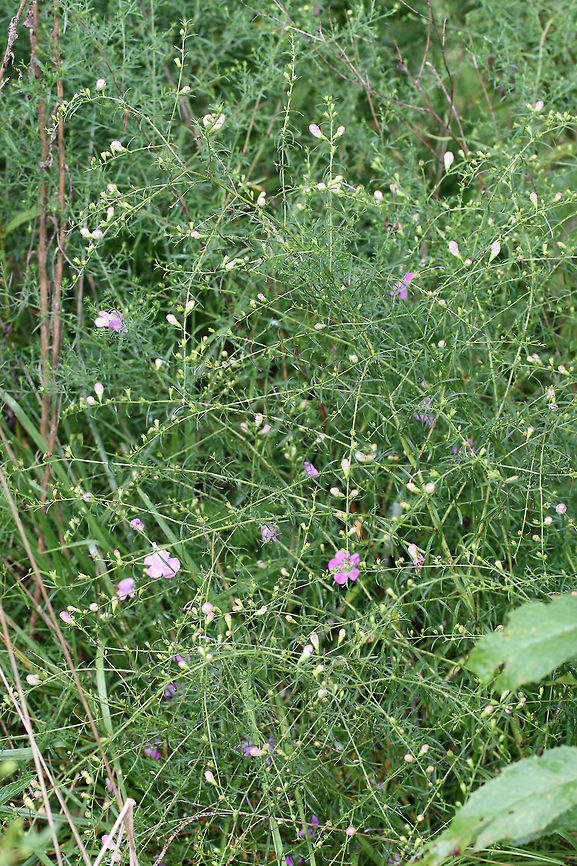 Purple False Foxglove (Agalinis purpurea) In a drainage ditch in an overgrown backyard habitat.<br />
<figure class="photo"><a href="https://www.jungledragon.com/image/66528/purple_false_foxglove_agalinis_purpurea.html" title="Purple False Foxglove (Agalinis purpurea)"><img src="https://s3.amazonaws.com/media.jungledragon.com/images/3231/66528_thumb.jpg?AWSAccessKeyId=05GMT0V3GWVNE7GGM1R2&Expires=1759968010&Signature=LLguyGhNTl%2B%2Ff7IznVlCce2xf%2Bo%3D" width="200" height="134" alt="Purple False Foxglove (Agalinis purpurea) In a drainage ditch in an overgrown backyard habitat.<br />
https://www.jungledragon.com/image/66530/purple_false_foxglove_agalinis_purpurea.html<br />
https://www.jungledragon.com/image/66529/purple_false_foxglove_agalinis_purpurea.html Agalinis purpurea,Geotagged,Purple False Foxglove,Summer,United States" /></a></figure><br />
<figure class="photo"><a href="https://www.jungledragon.com/image/66530/purple_false_foxglove_agalinis_purpurea.html" title="Purple False Foxglove (Agalinis purpurea)"><img src="https://s3.amazonaws.com/media.jungledragon.com/images/3231/66530_thumb.jpg?AWSAccessKeyId=05GMT0V3GWVNE7GGM1R2&Expires=1759968010&Signature=TMhP0y0QSh5aZlqVhqbIWoYChSo%3D" width="200" height="134" alt="Purple False Foxglove (Agalinis purpurea) In a drainage ditch in an overgrown backyard habitat.<br />
https://www.jungledragon.com/image/66528/purple_false_foxglove_agalinis_purpurea.html<br />
https://www.jungledragon.com/image/66529/purple_false_foxglove_agalinis_purpurea.html Agalinis purpurea,Geotagged,Purple False Foxglove,Summer,United States" /></a></figure> Agalinis purpurea,Geotagged,Purple False Foxglove,Summer,United States