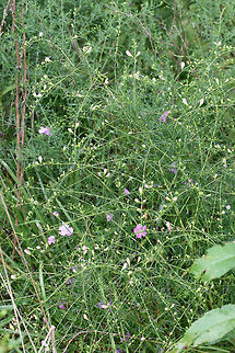 Purple False Foxglove (Agalinis purpurea) In a drainage ditch in an overgrown backyard habitat.
https://www.jungledragon.com/image/66528/purple_false_foxglove_agalinis_purpurea.html
https://www.jungledragon.com/image/66530/purple_false_foxglove_agalinis_purpurea.html Agalinis purpurea,Geotagged,Purple False Foxglove,Summer,United States