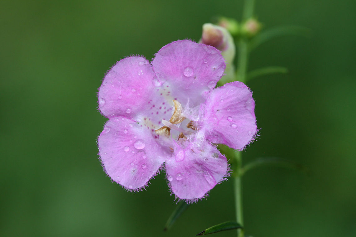 Purple False Foxglove (Agalinis purpurea) In a drainage ditch in an overgrown backyard habitat.<br />
<figure class="photo"><a href="https://www.jungledragon.com/image/66528/purple_false_foxglove_agalinis_purpurea.html" title="Purple False Foxglove (Agalinis purpurea)"><img src="https://s3.amazonaws.com/media.jungledragon.com/images/3231/66528_thumb.jpg?AWSAccessKeyId=05GMT0V3GWVNE7GGM1R2&Expires=1759968010&Signature=LLguyGhNTl%2B%2Ff7IznVlCce2xf%2Bo%3D" width="200" height="134" alt="Purple False Foxglove (Agalinis purpurea) In a drainage ditch in an overgrown backyard habitat.<br />
https://www.jungledragon.com/image/66530/purple_false_foxglove_agalinis_purpurea.html<br />
https://www.jungledragon.com/image/66529/purple_false_foxglove_agalinis_purpurea.html Agalinis purpurea,Geotagged,Purple False Foxglove,Summer,United States" /></a></figure><br />
<figure class="photo"><a href="https://www.jungledragon.com/image/66529/purple_false_foxglove_agalinis_purpurea.html" title="Purple False Foxglove (Agalinis purpurea)"><img src="https://s3.amazonaws.com/media.jungledragon.com/images/3231/66529_thumb.jpg?AWSAccessKeyId=05GMT0V3GWVNE7GGM1R2&Expires=1759968010&Signature=TpFRm%2FCI8YomREevWNvYHh1e9eo%3D" width="102" height="152" alt="Purple False Foxglove (Agalinis purpurea) In a drainage ditch in an overgrown backyard habitat.<br />
https://www.jungledragon.com/image/66528/purple_false_foxglove_agalinis_purpurea.html<br />
https://www.jungledragon.com/image/66530/purple_false_foxglove_agalinis_purpurea.html Agalinis purpurea,Geotagged,Purple False Foxglove,Summer,United States" /></a></figure> Agalinis purpurea,Geotagged,Purple False Foxglove,Summer,United States