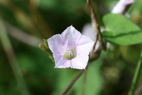 Whitestar (Ipomoea lacunosa)  Found at the edge of a wetland in Floyd County, GA, US. September 10, 2018.
https://www.jungledragon.com/image/66569/ipomoea_sp.html
https://www.jungledragon.com/image/66568/ipomoea_sp.html Geotagged,Ipomoea lacunosa,Summer,United States,Whitestar,wetland,wetlands