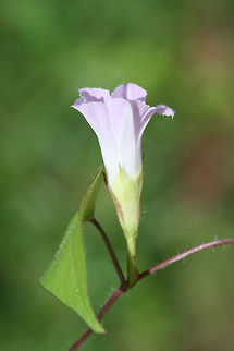 Whitestar (Ipomoea lacunosa) Found at the edge of a wetland in Floyd County, GA, US. September 10, 2018

https://www.jungledragon.com/image/66569/ipomoea_sp.html
https://www.jungledragon.com/image/66567/ipomoea_sp.html Geotagged,Ipomoea lacunosa,Summer,United States,Whitestar,wetland,wetlands