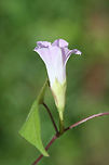 Whitestar (Ipomoea lacunosa) Found at the edge of a wetland in Floyd County, GA, US. September 10, 2018<br />
<br />
https://www.jungledragon.com/image/66569/ipomoea_sp.html<br />
https://www.jungledragon.com/image/66567/ipomoea_sp.html Geotagged,Ipomoea lacunosa,Summer,United States,Whitestar,wetland,wetlands