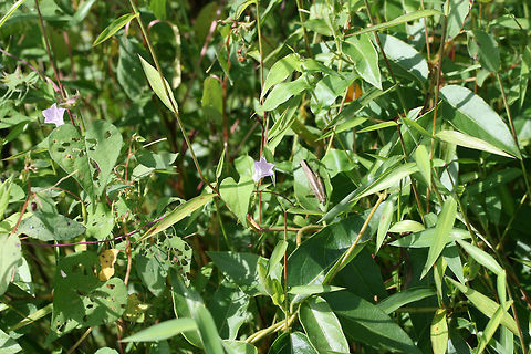 Whitestar (Ipomoea lacunosa) Found at the edge of a wetland in Floyd County, GA, US.
https://www.jungledragon.com/image/66567/ipomoea_sp.html
https://www.jungledragon.com/image/66568/ipomoea_sp.html Geotagged,Ipomoea lacunosa,Summer,United States,Whitestar