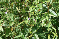 Whitestar (Ipomoea lacunosa) Found at the edge of a wetland in Floyd County, GA, US.<br />
https://www.jungledragon.com/image/66567/ipomoea_sp.html<br />
https://www.jungledragon.com/image/66568/ipomoea_sp.html Geotagged,Ipomoea lacunosa,Summer,United States,Whitestar