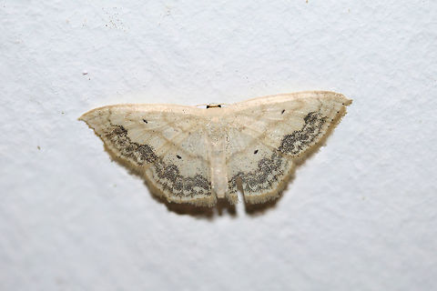 Large Lace Border (Scopula limboundata) At porch lights near an overgrown backyard habitat in NW Georgia (Gordon County), US.
 Geotagged,Large Lace-border,Scopula limboundata,Summer,United States
