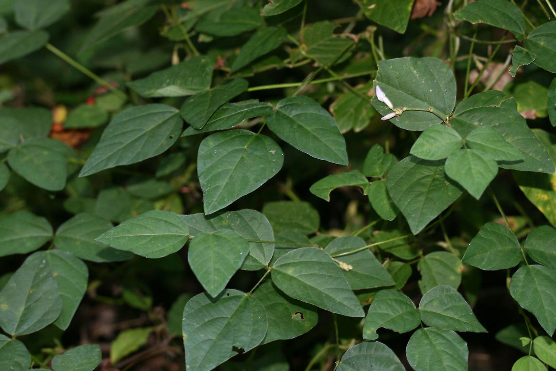 American Hog-Peanut (Amphicarpaea bracteata) At a dense mixed hardwood/coniferous forest edge. Growing along dirt roadsides.<br />
<br />
My apologies for the subpar photos! I plan on going back for clearer shots this weekend!<br />
<figure class="photo"><a href="https://www.jungledragon.com/image/66636/american_hog-peanut_amphicarpaea_bracteata.html" title="American Hog-Peanut (Amphicarpaea bracteata)"><img src="https://s3.amazonaws.com/media.jungledragon.com/images/3231/66636_thumb.jpg?AWSAccessKeyId=05GMT0V3GWVNE7GGM1R2&Expires=1767225610&Signature=HsZVJbn5GPzU5o1rlfRSt2tFS1Q%3D" width="200" height="134" alt="American Hog-Peanut (Amphicarpaea bracteata) At a dense mixed hardwood/coniferous forest edge. Growing along dirt roadsides.<br />
<br />
My apologies for the subpar photos! I plan on going back for clearer shots this weekend!<br />
https://www.jungledragon.com/image/66635/american_hog-peanut_amphicarpaea_bracteata.html Amphicarpaea bracteata,Geotagged,Hog-peanut,Summer,United States" /></a></figure> Amphicarpaea bracteata,Geotagged,Hog-peanut,Summer,United States