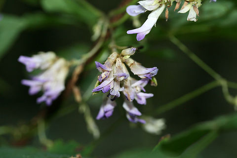 American Hog-Peanut (Amphicarpaea bracteata) At a dense mixed hardwood/coniferous forest edge. Growing along dirt roadsides.

My apologies for the subpar photos! I plan on going back for clearer shots this weekend!
https://www.jungledragon.com/image/66635/american_hog-peanut_amphicarpaea_bracteata.html Amphicarpaea bracteata,Geotagged,Hog-peanut,Summer,United States