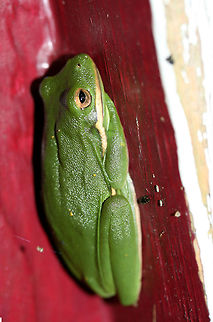 Green Tree Frog (Hyla cinerea) Resting on a small building/shed door. Surrounded by an overgrown backyard habitat.
https://www.jungledragon.com/image/66640/green_tree_frog_hyla_cinerea.html
https://www.jungledragon.com/image/66638/green_tree_frog_hyla_cinerea.html
https://www.jungledragon.com/image/66639/green_tree_frog_hyla_cinerea.html

 American green tree frog,Geotagged,Hyla cinerea,Summer,United States