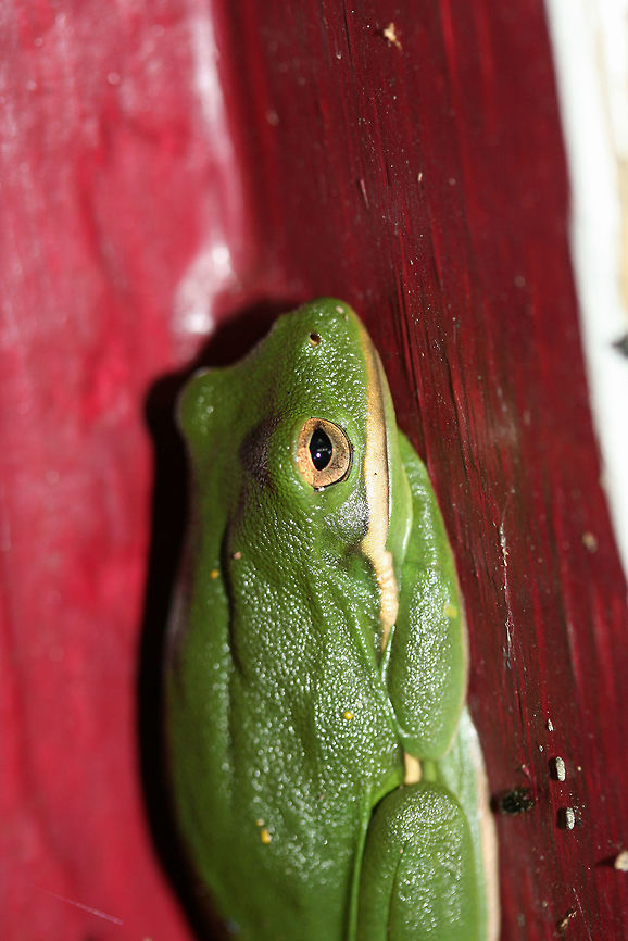 Green Tree Frog (Hyla cinerea) Resting on a small building/shed door. Surrounded by an overgrown backyard habitat.<br />
<figure class="photo"><a href="https://www.jungledragon.com/image/66640/green_tree_frog_hyla_cinerea.html" title="Green Tree Frog (Hyla cinerea)"><img src="https://s3.amazonaws.com/media.jungledragon.com/images/3231/66640_thumb.jpg?AWSAccessKeyId=05GMT0V3GWVNE7GGM1R2&Expires=1759968010&Signature=Zm9oODQTCqAtiaVVgnDy%2F%2FImBjk%3D" width="200" height="200" alt="Green Tree Frog (Hyla cinerea) <br />
Resting on a small building/shed door. Surrounded by an overgrown backyard habitat.<br />
https://www.jungledragon.com/image/66637/green_tree_frog_hyla_cinerea.html<br />
https://www.jungledragon.com/image/66638/green_tree_frog_hyla_cinerea.html<br />
https://www.jungledragon.com/image/66639/green_tree_frog_hyla_cinerea.html American green tree frog,Geotagged,Hyla cinerea,Summer,United States" /></a></figure><br />
<figure class="photo"><a href="https://www.jungledragon.com/image/66637/green_tree_frog_hyla_cinerea.html" title="Green Tree Frog (Hyla cinerea)"><img src="https://s3.amazonaws.com/media.jungledragon.com/images/3231/66637_thumb.jpg?AWSAccessKeyId=05GMT0V3GWVNE7GGM1R2&Expires=1759968010&Signature=QFTYvcxUTAjwYsRJK6H%2BZFTtOjg%3D" width="102" height="152" alt="Green Tree Frog (Hyla cinerea) Resting on a small building/shed door. Surrounded by an overgrown backyard habitat.<br />
https://www.jungledragon.com/image/66640/green_tree_frog_hyla_cinerea.html<br />
https://www.jungledragon.com/image/66638/green_tree_frog_hyla_cinerea.html<br />
https://www.jungledragon.com/image/66639/green_tree_frog_hyla_cinerea.html<br />
<br />
 American green tree frog,Geotagged,Hyla cinerea,Summer,United States" /></a></figure><br />
<figure class="photo"><a href="https://www.jungledragon.com/image/66639/green_tree_frog_hyla_cinerea.html" title="Green Tree Frog (Hyla cinerea)"><img src="https://s3.amazonaws.com/media.jungledragon.com/images/3231/66639_thumb.jpg?AWSAccessKeyId=05GMT0V3GWVNE7GGM1R2&Expires=1759968010&Signature=1s2NO3u4HCcf9r9aCDPfPXupFtY%3D" width="104" height="152" alt="Green Tree Frog (Hyla cinerea) Resting on a small building/shed door. Surrounded by an overgrown backyard habitat.<br />
https://www.jungledragon.com/image/66640/green_tree_frog_hyla_cinerea.html<br />
https://www.jungledragon.com/image/66638/green_tree_frog_hyla_cinerea.html<br />
https://www.jungledragon.com/image/66637/green_tree_frog_hyla_cinerea.html American green tree frog,Geotagged,Hyla cinerea,Summer,United States" /></a></figure> American green tree frog,Geotagged,Hyla cinerea,Summer,United States