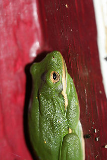 Green Tree Frog (Hyla cinerea) Resting on a small building/shed door. Surrounded by an overgrown backyard habitat.
https://www.jungledragon.com/image/66640/green_tree_frog_hyla_cinerea.html
https://www.jungledragon.com/image/66637/green_tree_frog_hyla_cinerea.html
https://www.jungledragon.com/image/66639/green_tree_frog_hyla_cinerea.html American green tree frog,Geotagged,Hyla cinerea,Summer,United States