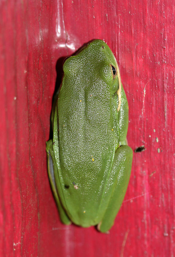 Green Tree Frog (Hyla cinerea) Resting on a small building/shed door. Surrounded by an overgrown backyard habitat.<br />
<figure class="photo"><a href="https://www.jungledragon.com/image/66640/green_tree_frog_hyla_cinerea.html" title="Green Tree Frog (Hyla cinerea)"><img src="https://s3.amazonaws.com/media.jungledragon.com/images/3231/66640_thumb.jpg?AWSAccessKeyId=05GMT0V3GWVNE7GGM1R2&Expires=1759968010&Signature=Zm9oODQTCqAtiaVVgnDy%2F%2FImBjk%3D" width="200" height="200" alt="Green Tree Frog (Hyla cinerea) <br />
Resting on a small building/shed door. Surrounded by an overgrown backyard habitat.<br />
https://www.jungledragon.com/image/66637/green_tree_frog_hyla_cinerea.html<br />
https://www.jungledragon.com/image/66638/green_tree_frog_hyla_cinerea.html<br />
https://www.jungledragon.com/image/66639/green_tree_frog_hyla_cinerea.html American green tree frog,Geotagged,Hyla cinerea,Summer,United States" /></a></figure><br />
<figure class="photo"><a href="https://www.jungledragon.com/image/66638/green_tree_frog_hyla_cinerea.html" title="Green Tree Frog (Hyla cinerea)"><img src="https://s3.amazonaws.com/media.jungledragon.com/images/3231/66638_thumb.jpg?AWSAccessKeyId=05GMT0V3GWVNE7GGM1R2&Expires=1759968010&Signature=ETG2tuti25Yd8QdubdPxAdSmN3Y%3D" width="102" height="152" alt="Green Tree Frog (Hyla cinerea) Resting on a small building/shed door. Surrounded by an overgrown backyard habitat.<br />
https://www.jungledragon.com/image/66640/green_tree_frog_hyla_cinerea.html<br />
https://www.jungledragon.com/image/66637/green_tree_frog_hyla_cinerea.html<br />
https://www.jungledragon.com/image/66639/green_tree_frog_hyla_cinerea.html American green tree frog,Geotagged,Hyla cinerea,Summer,United States" /></a></figure><br />
<figure class="photo"><a href="https://www.jungledragon.com/image/66637/green_tree_frog_hyla_cinerea.html" title="Green Tree Frog (Hyla cinerea)"><img src="https://s3.amazonaws.com/media.jungledragon.com/images/3231/66637_thumb.jpg?AWSAccessKeyId=05GMT0V3GWVNE7GGM1R2&Expires=1759968010&Signature=QFTYvcxUTAjwYsRJK6H%2BZFTtOjg%3D" width="102" height="152" alt="Green Tree Frog (Hyla cinerea) Resting on a small building/shed door. Surrounded by an overgrown backyard habitat.<br />
https://www.jungledragon.com/image/66640/green_tree_frog_hyla_cinerea.html<br />
https://www.jungledragon.com/image/66638/green_tree_frog_hyla_cinerea.html<br />
https://www.jungledragon.com/image/66639/green_tree_frog_hyla_cinerea.html<br />
<br />
 American green tree frog,Geotagged,Hyla cinerea,Summer,United States" /></a></figure> American green tree frog,Geotagged,Hyla cinerea,Summer,United States