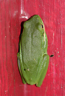 Green Tree Frog (Hyla cinerea) Resting on a small building/shed door. Surrounded by an overgrown backyard habitat.
https://www.jungledragon.com/image/66640/green_tree_frog_hyla_cinerea.html
https://www.jungledragon.com/image/66638/green_tree_frog_hyla_cinerea.html
https://www.jungledragon.com/image/66637/green_tree_frog_hyla_cinerea.html American green tree frog,Geotagged,Hyla cinerea,Summer,United States