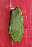 Green Tree Frog (Hyla cinerea) Resting on a small building/shed door. Surrounded by an overgrown backyard habitat.<br />
https://www.jungledragon.com/image/66640/green_tree_frog_hyla_cinerea.html<br />
https://www.jungledragon.com/image/66638/green_tree_frog_hyla_cinerea.html<br />
https://www.jungledragon.com/image/66637/green_tree_frog_hyla_cinerea.html American green tree frog,Geotagged,Hyla cinerea,Summer,United States