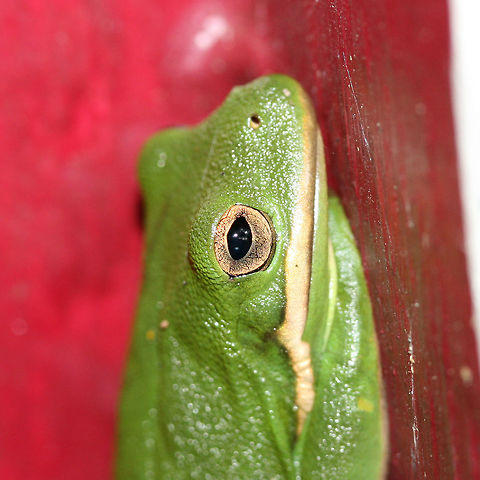 Green Tree Frog (Hyla cinerea) 
Resting on a small building/shed door. Surrounded by an overgrown backyard habitat.
https://www.jungledragon.com/image/66637/green_tree_frog_hyla_cinerea.html
https://www.jungledragon.com/image/66638/green_tree_frog_hyla_cinerea.html
https://www.jungledragon.com/image/66639/green_tree_frog_hyla_cinerea.html American green tree frog,Geotagged,Hyla cinerea,Summer,United States