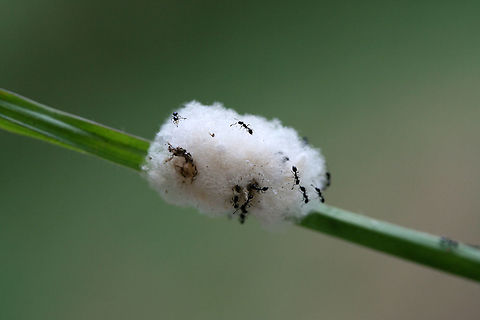 Braconid Wasp Cocoon Mass (Microgastrinae Subfamily) Swarmed by Little House Ants (Monomorium minimum) Braconid wasp larvae are parasitoids of several Lepidoptera larvae. Eggs are oviposited (by adult wasps) into live caterpillars. Wasp larvae then develop inside the host and exit to make cocoons. The fuzzy body (featured here) on the grass blade is a mass of multiple cocoons.

https://www.jungledragon.com/image/66642/braconid_wasp_cocoon_mass_swarmed_by_ants_microgastrinae_subfamily.html
I wish I would have saved the cocoon mass from the ants and allowed the wasps to emerge like this:
https://youtu.be/0HqX4_j-l-o Geotagged,Summer,United States