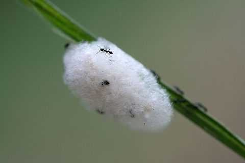 Braconid Wasp Cocoon Mass (Microgastrinae Subfamily) Swarmed by Little House Ants (Monomorium minimum) Braconid wasp larvae are parasitoids of several Lepidoptera larvae. Eggs are oviposited (by adult wasps) into live caterpillars. Wasp larvae then develop inside the host and exit to make cocoons. The fuzzy body (featured here) on the grass blade is a mass of multiple cocoons.
https://www.jungledragon.com/image/66641/braconid_wasp_cocoon_mass_swarmed_by_ants_microgastrinae_subfamily.html

I wish I would have saved the cocoon mass from the ants and allowed the wasps to emerge like this:
https://youtu.be/0HqX4_j-l-o Geotagged,Summer,United States