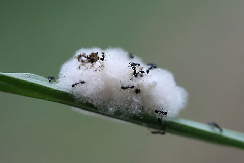 Little Black Ants (Monomorium minimum) Swarming a Braconid Wasp Cocoon Mass (Microgastrinae Subfamily) Little black ants attacking a Braconid wasp cocoon.

Braconid wasp larvae are parasitoids of several Lepidoptera larvae. Eggs are oviposited (by adult wasps) into live caterpillars. Wasp larvae then develop inside the host and exit to make cocoons. The fuzzy body on the grass blade is a mass of multiple cocoons. Geotagged,Monomorium minimum,Summer,United States