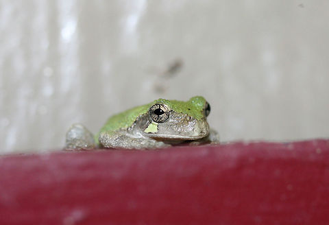 Cope's Gray Tree Frog (Hyla chrysoscelis) Hanging out at porchlights near an overgrown backyard habitat. It honestly looked like it was taking a nap! :D
 Cope's gray tree frog,Geotagged,Hyla chrysoscelis,Summer,United States