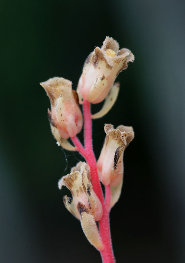 Hairy Pinesap (Hypopitys lanuginosa) Growing below hickories and oaks on a ridge side in a dense forest.<br />
<br />
Hypopitys lanuginosa is a nonphotosynthetic, mycoheterotrophic plant that thrives in the dark understories of forests. Because it lacks chlorophyll, it must obtain its nutrients from other sources. It is a parasite on fungi (usually Tricholoma sp.) and an indirect parasite of trees. It obtains nutrients from fungi which are initially obtained from trees. <br />
<figure class="photo"><a href="https://www.jungledragon.com/image/66648/hairy_pinesap_hypopitys_lanuginosa.html" title="Hairy Pinesap (Hypopitys lanuginosa)"><img src="https://s3.amazonaws.com/media.jungledragon.com/images/3231/66648_thumb.jpg?AWSAccessKeyId=05GMT0V3GWVNE7GGM1R2&Expires=1767225610&Signature=I7v6gtwTiiyiLJs9C1VlrZiww9k%3D" width="104" height="152" alt="Hairy Pinesap (Hypopitys lanuginosa) Growing below hickories and oaks on a ridge side in a dense forest.<br />
<br />
Hypopitys lanuginosa is a nonphotosynthetic, mycoheterotrophic plant that thrives in the dark understories of forests. Because it lacks chlorophyll, it must obtain its nutrients from other sources. It is a parasite on fungi (usually Tricholoma sp.) and an indirect parasite of trees. It obtains nutrients from fungi which are initially obtained from trees.<br />
https://www.jungledragon.com/image/66646/hairy_pinesap_hypopitys_lanuginosa.html<br />
https://www.jungledragon.com/image/66647/hairy_pinesap_hypopitys_lanuginosa.html Geotagged,Hairy Pine Sap,Hypopitys lanuginosa,Summer,United States" /></a></figure><br />
<figure class="photo"><a href="https://www.jungledragon.com/image/66647/hairy_pinesap_hypopitys_lanuginosa.html" title="Hairy Pinesap (Hypopitys lanuginosa)"><img src="https://s3.amazonaws.com/media.jungledragon.com/images/3231/66647_thumb.jpg?AWSAccessKeyId=05GMT0V3GWVNE7GGM1R2&Expires=1767225610&Signature=34h0%2BBv9GkM10TA0HynNYxfbBYU%3D" width="102" height="152" alt="Hairy Pinesap (Hypopitys lanuginosa) Growing below hickories and oaks on a ridge side in a dense forest.<br />
<br />
Hypopitys lanuginosa is a nonphotosynthetic, mycoheterotrophic plant that thrives in the dark understories of forests. Because it lacks chlorophyll, it must obtain its nutrients from other sources. It is a parasite on fungi (usually Tricholoma sp.) and an indirect parasite of trees. It obtains nutrients from fungi which are initially obtained from trees. <br />
https://www.jungledragon.com/image/66646/hairy_pinesap_hypopitys_lanuginosa.html<br />
https://www.jungledragon.com/image/66648/hairy_pinesap_hypopitys_lanuginosa.html Geotagged,Hairy Pine Sap,Hypopitys lanuginosa,Summer,United States" /></a></figure> Geotagged,Hairy Pine Sap,Hypopitys lanuginosa,Summer,United States