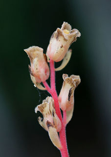 Hairy Pinesap (Hypopitys lanuginosa) Growing below hickories and oaks on a ridge side in a dense forest.
Hypopitys lanuginosa is a nonphotosynthetic, mycoheterotrophic plant that thrives in the dark understories of forests. Because it lacks chlorophyll, it must obtain its nutrients from other sources. It is a parasite on fungi (usually Tricholoma sp.) and an indirect parasite of trees. It obtains nutrients from fungi which are initially obtained from trees. 
https://www.jungledragon.com/image/66648/hairy_pinesap_hypopitys_lanuginosa.html
https://www.jungledragon.com/image/66647/hairy_pinesap_hypopitys_lanuginosa.html Geotagged,Hairy Pine Sap,Hypopitys lanuginosa,Summer,United States