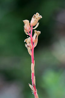 Hairy Pinesap (Hypopitys lanuginosa) Growing below hickories and oaks on a ridge side in a dense forest.

Hypopitys lanuginosa is a nonphotosynthetic, mycoheterotrophic plant that thrives in the dark understories of forests. Because it lacks chlorophyll, it must obtain its nutrients from other sources. It is a parasite on fungi (usually Tricholoma sp.) and an indirect parasite of trees. It obtains nutrients from fungi which are initially obtained from trees. 
https://www.jungledragon.com/image/66646/hairy_pinesap_hypopitys_lanuginosa.html
https://www.jungledragon.com/image/66648/hairy_pinesap_hypopitys_lanuginosa.html Geotagged,Hairy Pine Sap,Hypopitys lanuginosa,Summer,United States